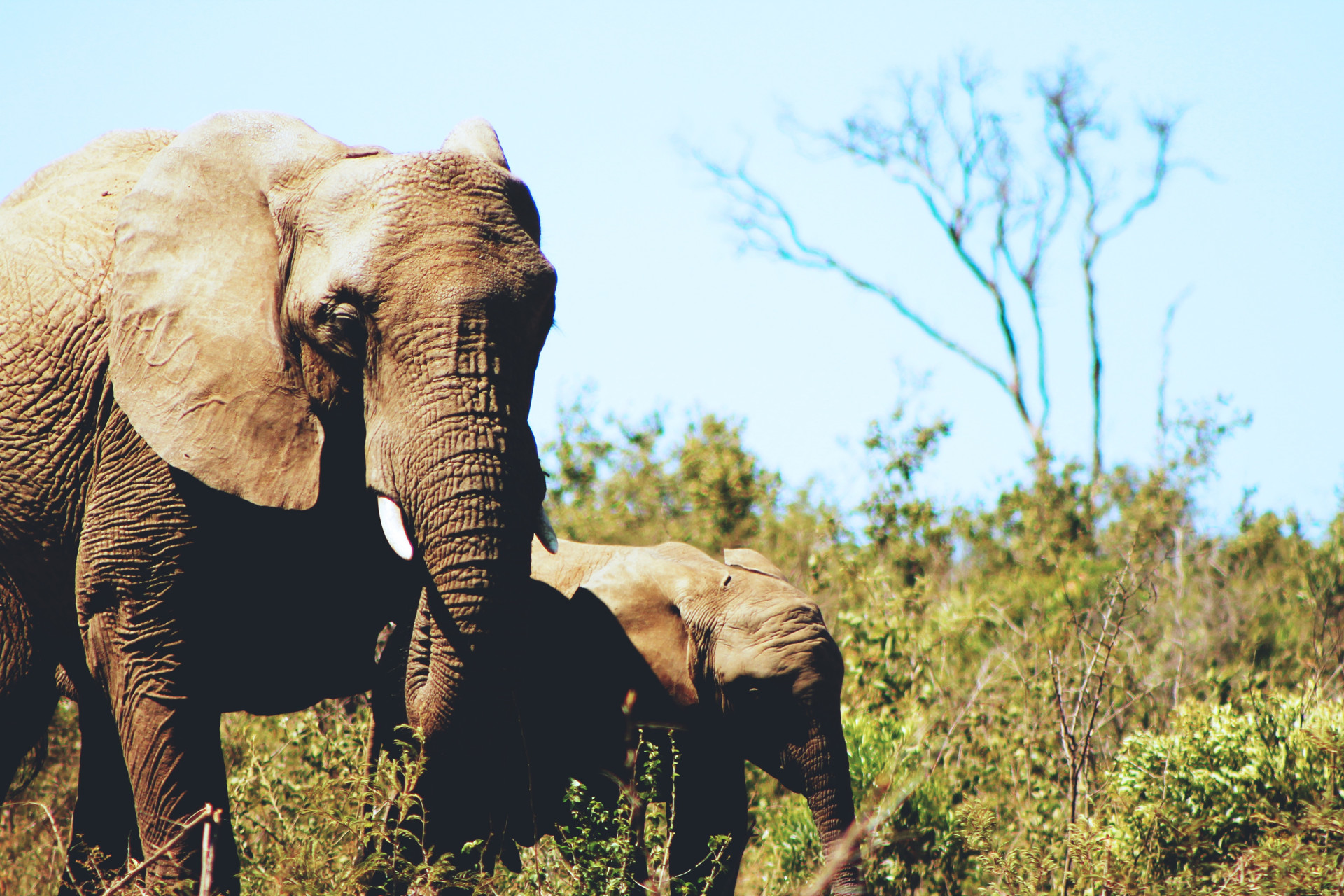Saving Elephants in Afrika Fund Raising